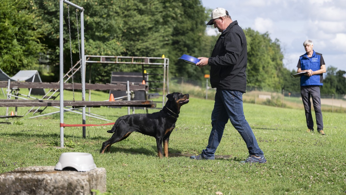 Kanton-Schwyz-setzt-auf-Hundekurse-statt-auf-Rassenverbote