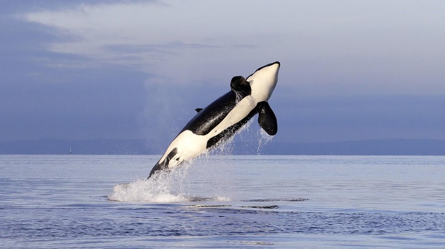 Ein Orca-Weibchen springt aus dem Wasser.