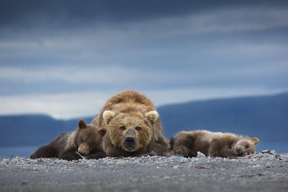 World Nature Photography Awards 2021: Animal Portraits, 2. Platz, Neelutpaul Barua, India. brown bear mother and her cubs, South Kamchatka Sanctuary, Russia.