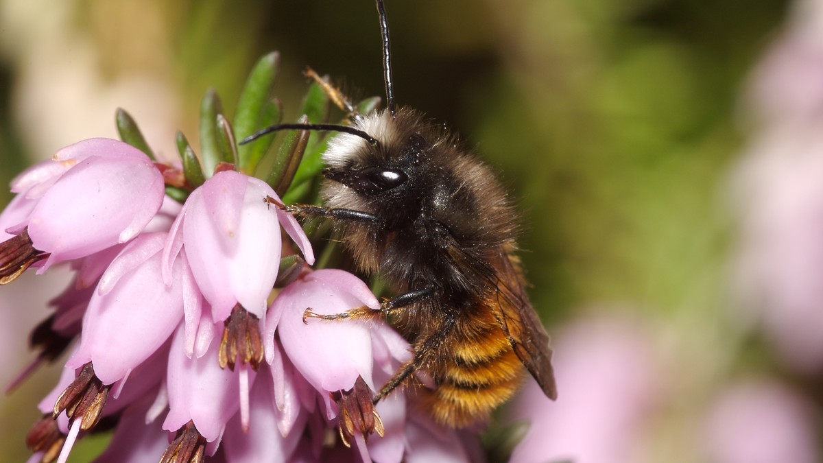 Wildbienen