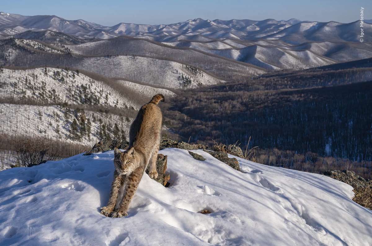 Igor Metelskiy (Russia) shows a lynx stretching in the early evening sunshine, its body mirroring the undulating wilderness. https://www.nhm.ac.uk/wpy/gallery/2024-frontier-of-the-lynx?tags=ed.current