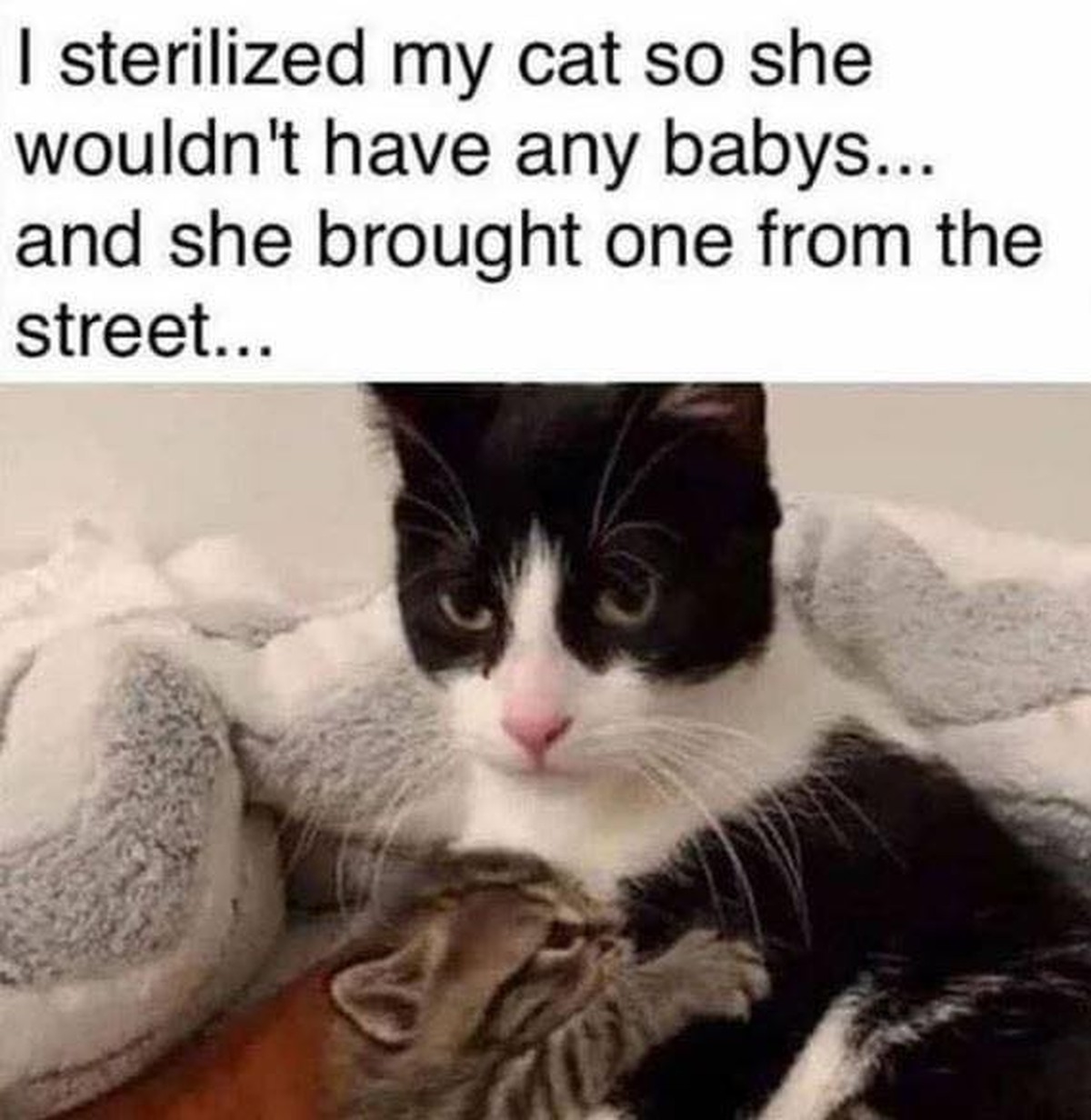 J'ai fait stériliser ma chatte pour qu'elle n'ait pas de bébés... Et elle en a ramené un de la rue...