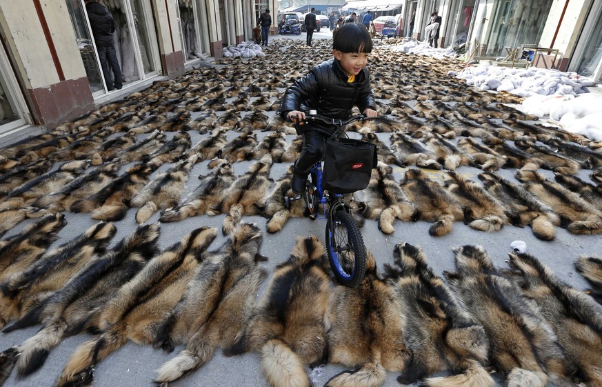 A boy rides his bicycle over the fur of raccoon dogs at a fur market in Chongfu township, Zhejiang province, December 20, 2014. The 100-square-kilometre Chongfu township, which houses over 100,000 res ...