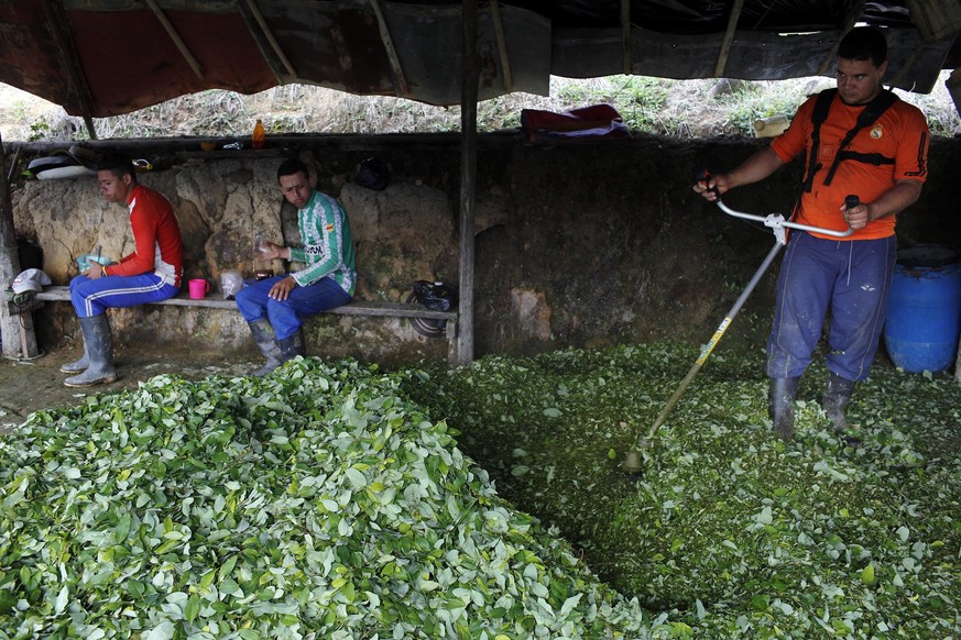 In this Jan. 6, 2016 photo, Edgar mulches coca leaves with a weed eater as the first step in making coca paste at a small makeshift lab in the mountain region of Antioquia, Colombia. Next to him the l ...