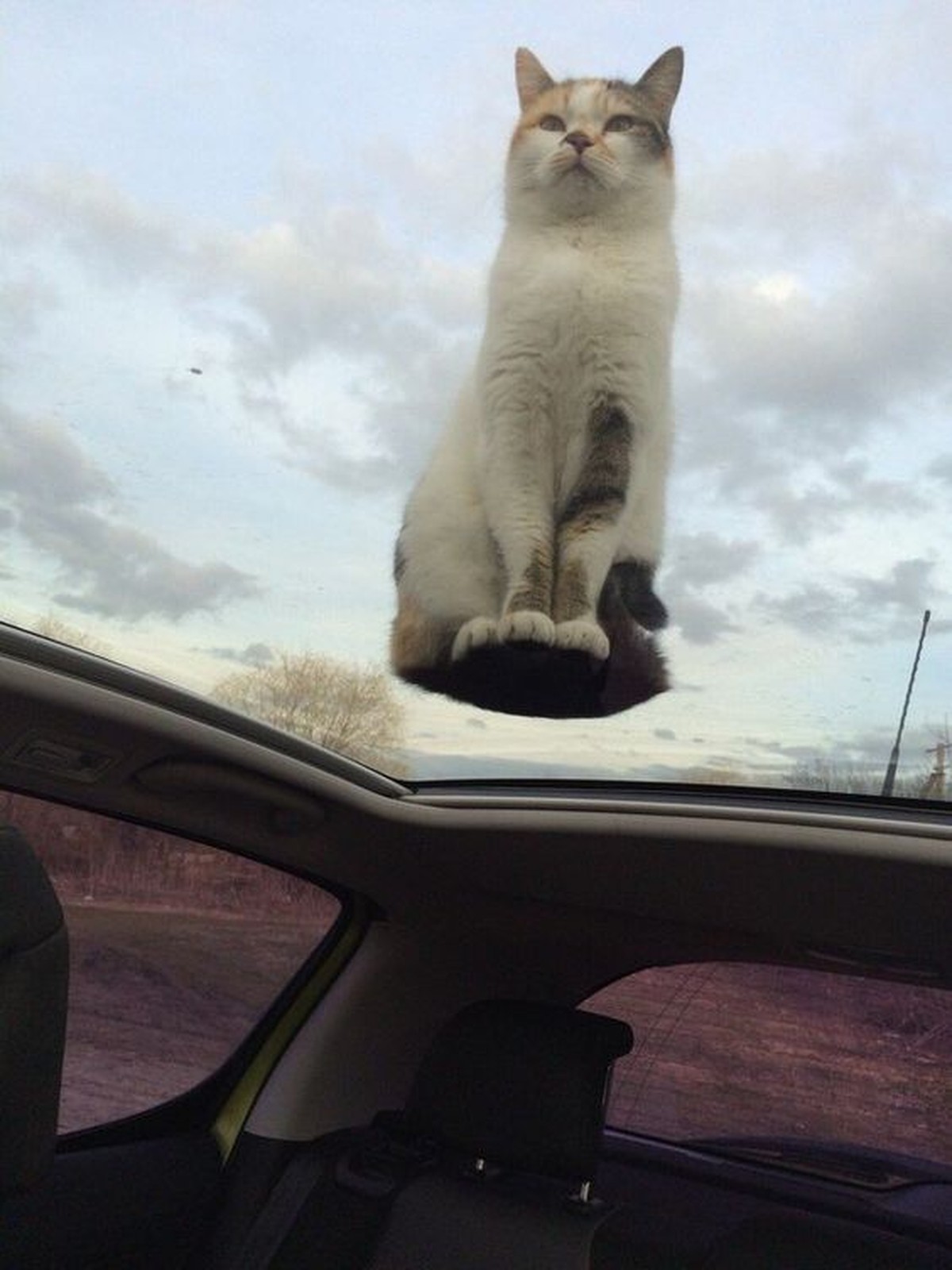 Katze schwebt