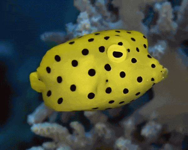 Animiertes GIF