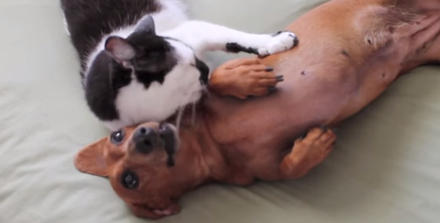 Der Hund ist ein wenig kribbelig doch die Katze kennt eine Methode