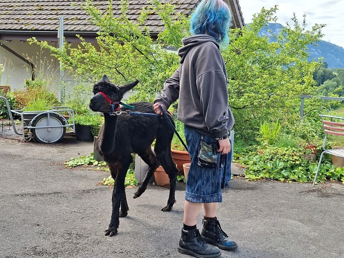 Neues Konzept Care-Farming: Lea fühlt sich auf dem Haldihof wohl - die Alpakas gehören zu ihrem Aufgabenbereich.