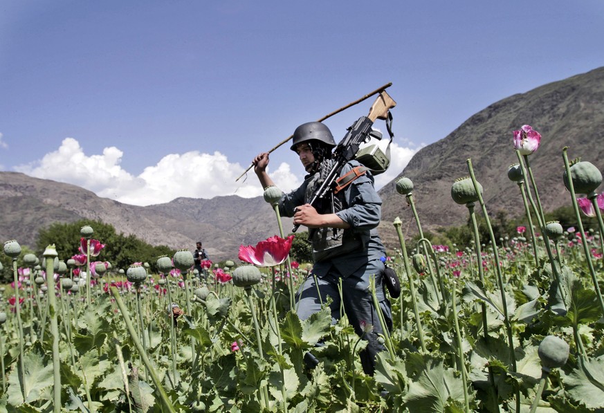 FILE - An armed Afghan policemen destroys an opium poppy field in Noorgal, Kunar province, east of Kabul, Afghanistan on April 13, 2013. Afghanistan is the world?s fastest-growing maker of methampheta ...