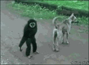 Animiertes GIF
