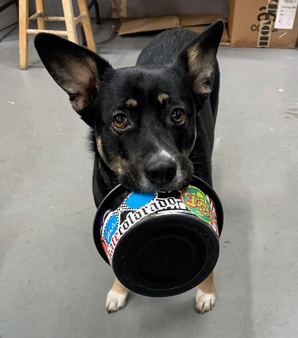 cute news pet dog https://www.reddit.com/r/aww/comments/112qgc8/oc_my_little_tiny_tim_right_after_she_finishes/