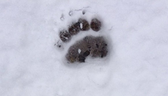 Bärentatze im Schnee: So bebilderte etwa die NZZ den Artikel über den im Unterengadin getöteten Bären.