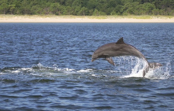 In this July 2016 photo provided by the Potomac-Chesapeake Dolphin Project, a dolphin leaps into the air in the Potomac River between Lewisetta and Smith Point, Va. This photo was made under NOAA NMFS ...