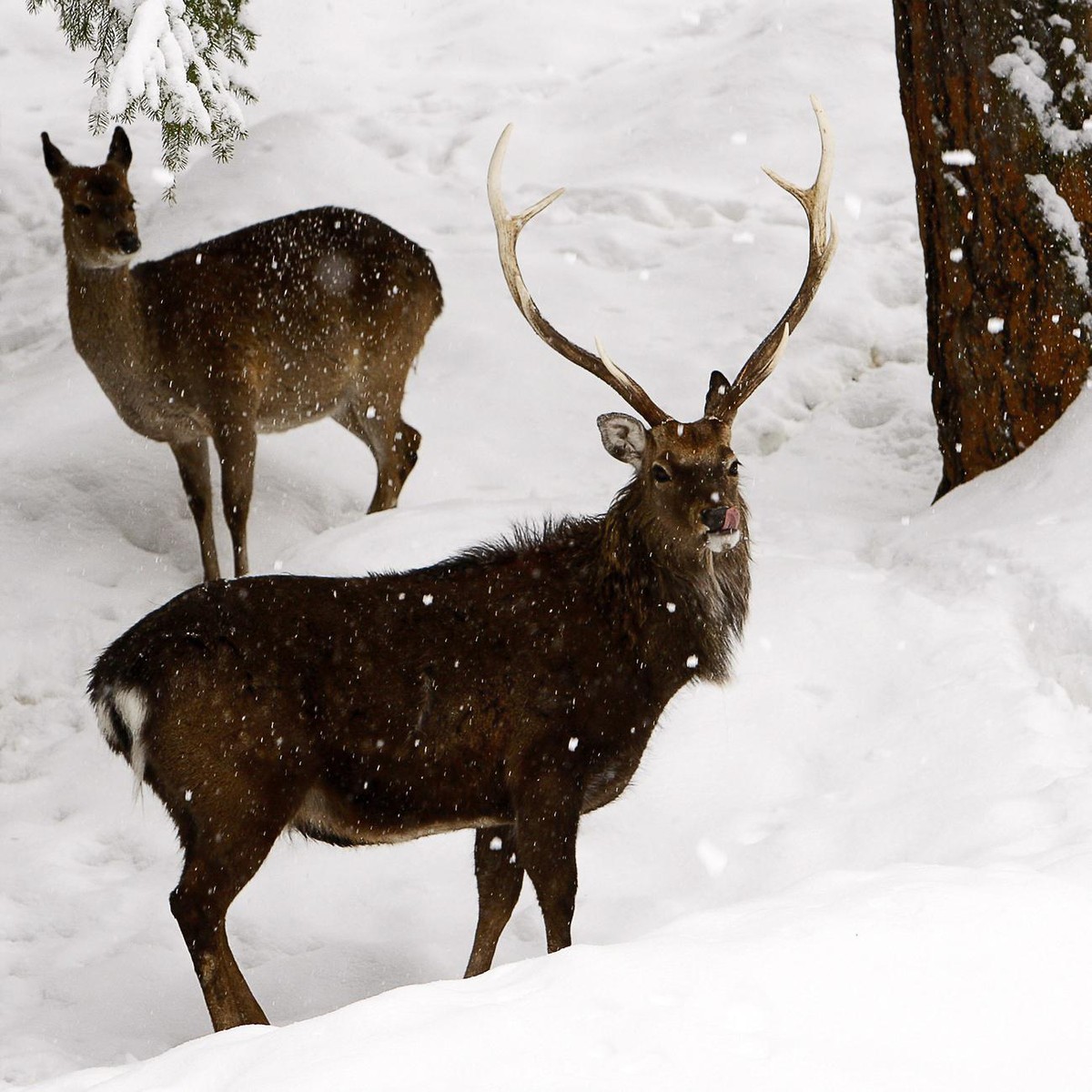 Un cerf et une biche se promenent dans la neige au zoo alpin des marecottes ce lundi 9 mars 2009 aux Marecottes dans le canton du valais. (KEYSTONE/Jean-Christophe Bott)