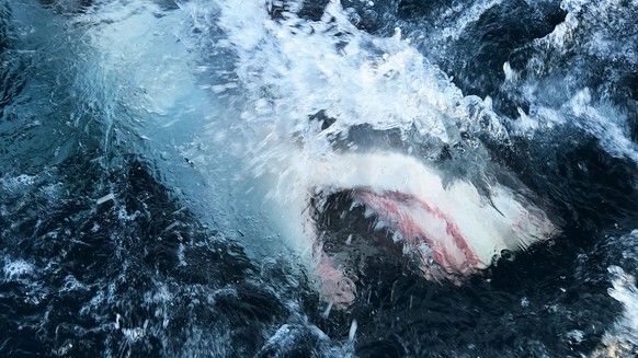 This image released by Discovery Channel shows a shark breaking through the water in a scene from &quot;Shark Lockdown,&quot; premiering Sunday, Aug. 9, one of three programs kicking off Shark Week 20 ...