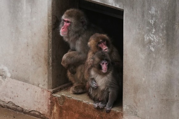 Punch, right a Japanese macaque born on July 26, 2025, sits with others in the monkeys' playground at the Ichikawa city zoo in Tokyo's eastward neighboring city, Tuesday, March 3, 2026. (AP  ...
