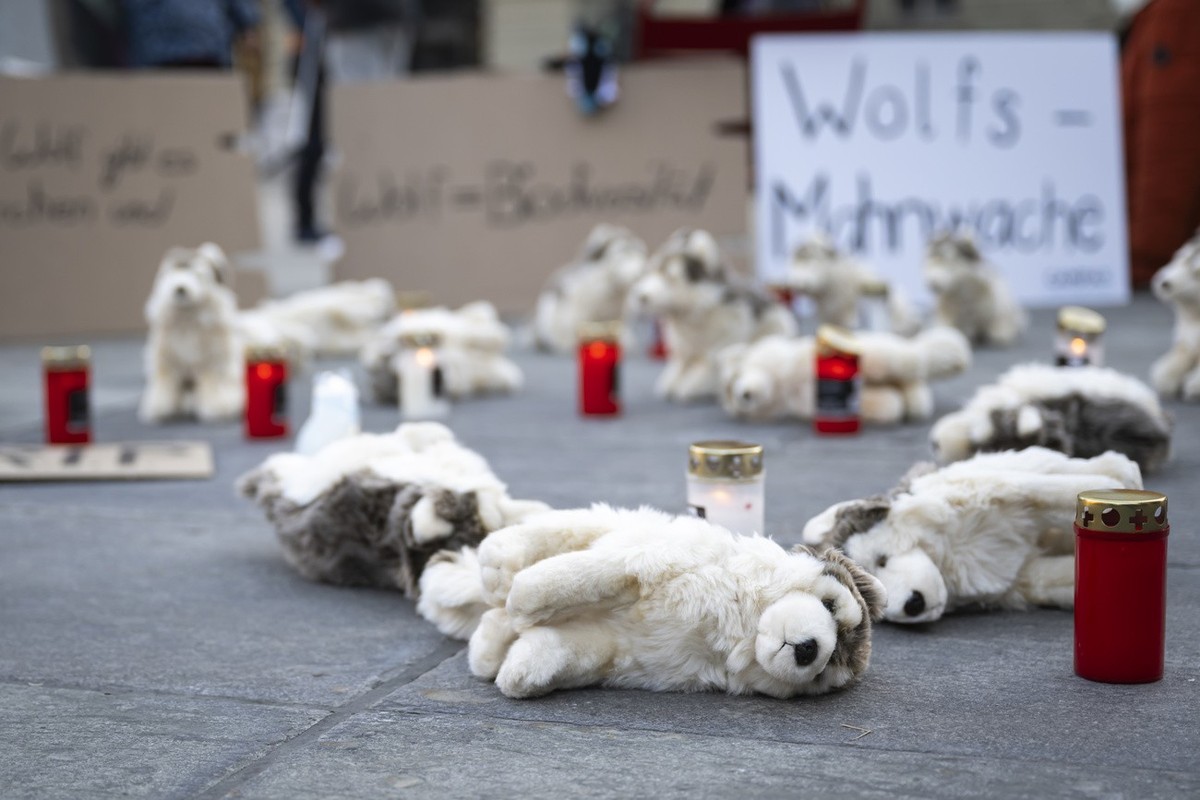 Wolf, Plueschtiere und Grablichter bei der Mahnwache fuer die getoeteten Woelfe, am Mittwoch, 31. Januar 2024 auf dem Bundesplatz in Bern. Am letzten Tag der Schutzfrist fuer Woelfe organisiert Campax ...