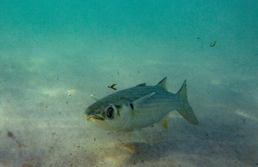 epa07430587 (04/19) A fish swims amongst micro plastics and debris in the Atlantic ocean off the 400-year-old village of Ngor on the western most tip of Africa, Dakar, Senegal, 22 February 2019. Seneg ...