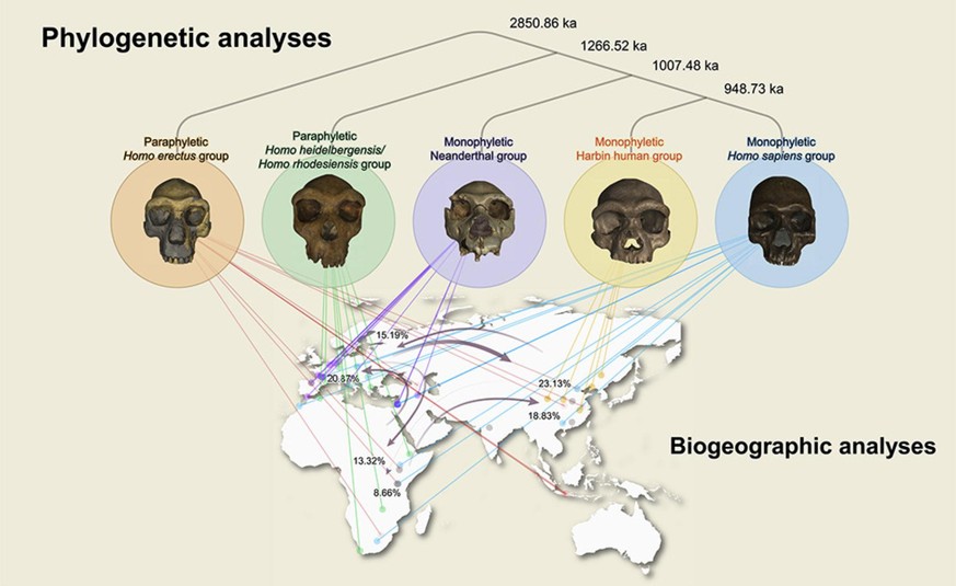 The Harbin cranium throws new light on debates concerning the diversification of the Homo genus and the origin of Homo sapiens. doi: 10.1016/j.xinn.2021.100130.