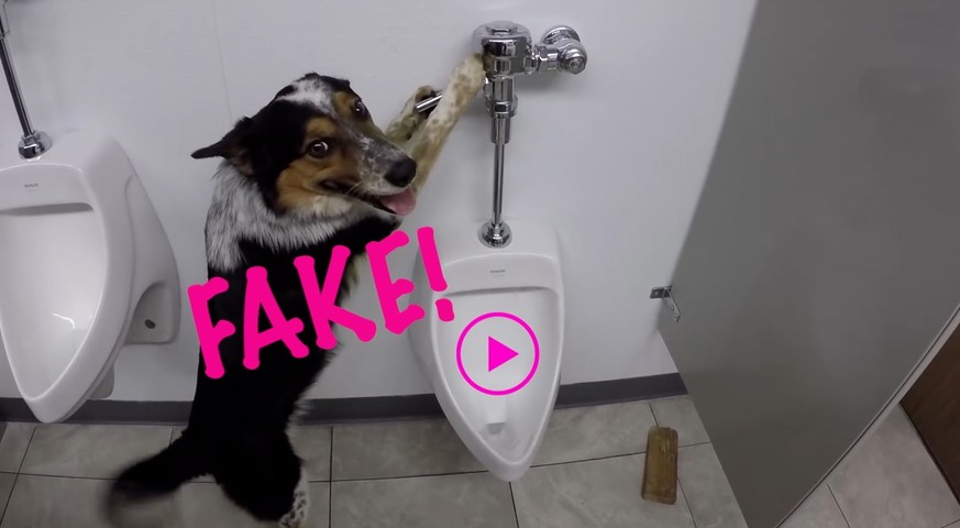 Dieser «pinkelnde» Hund lügt uns an!