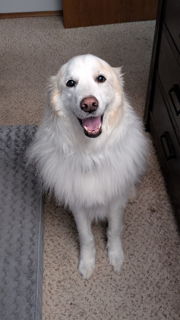 cute news tier hund

https://imgur.com/gallery/daily-dose-of-winter-day-1022-c09K8uq#/t/aww