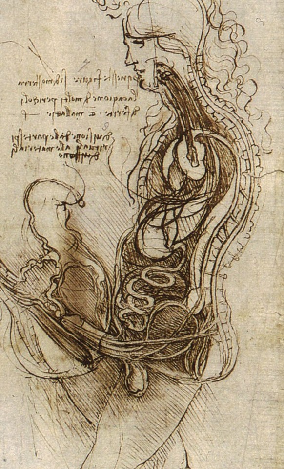 Eine der besagten Zeichnungen da Vincis mit Samenwegen aus Lunge bzw. Rückenmark.