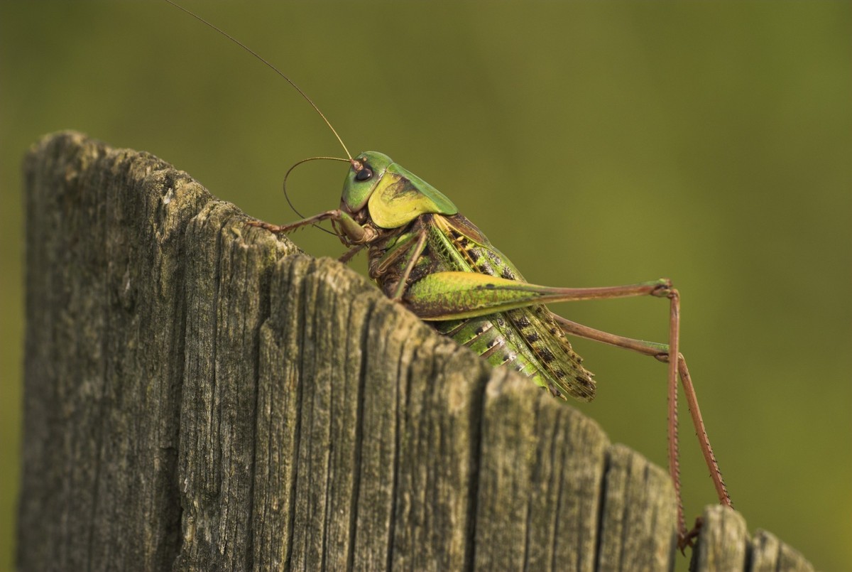 Die bis zu vier Zentimeter grosse Heuschrecke steht exemplarisch für die bedrohte Insektenvielfalt von halbtrockenen Wiesenlandschaften.