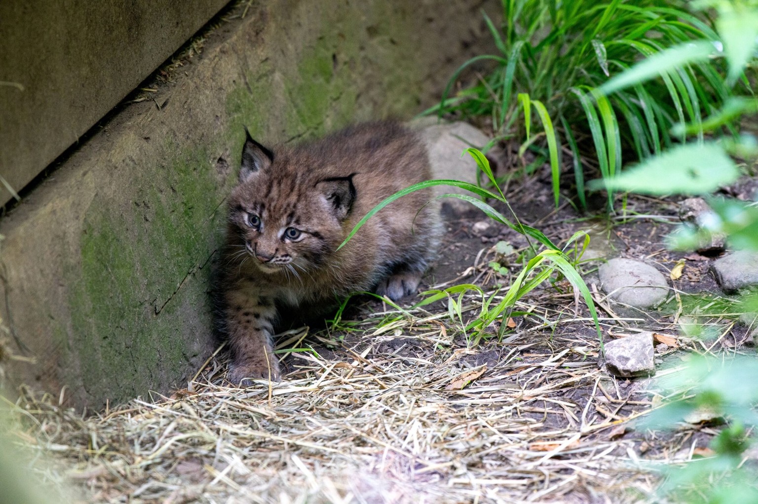 Luchs Tierpark Goldau