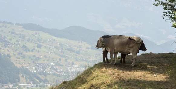Kühe geniessen am Stanserhorn im Kanton Nidwalden, den Schatten.