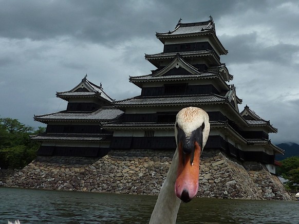 Schwan Photobomb 
Cute News

http://imgur.com/gallery/yFdaaEU