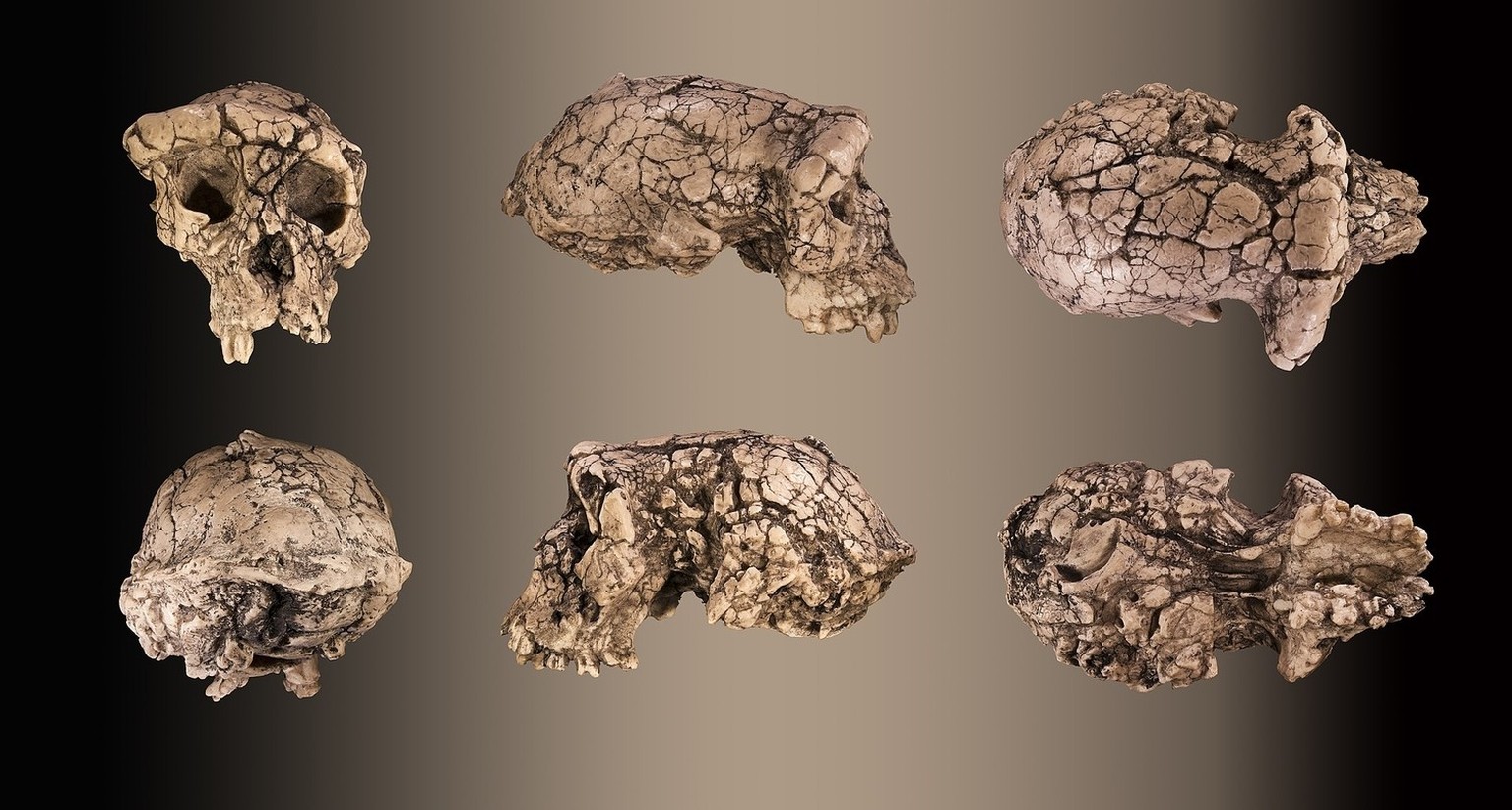 Verschiedene Ansichten des Schädels von Sahelanthropus tchadensis. 
Von Didier Descouens - Eigenes Werk, CC BY-SA 4.0, https://commons.wikimedia.org/w/index.php?curid=10719120