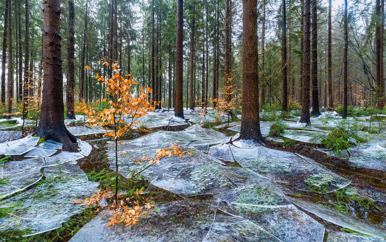 Kategoriesieger Landschaften / Eiswald