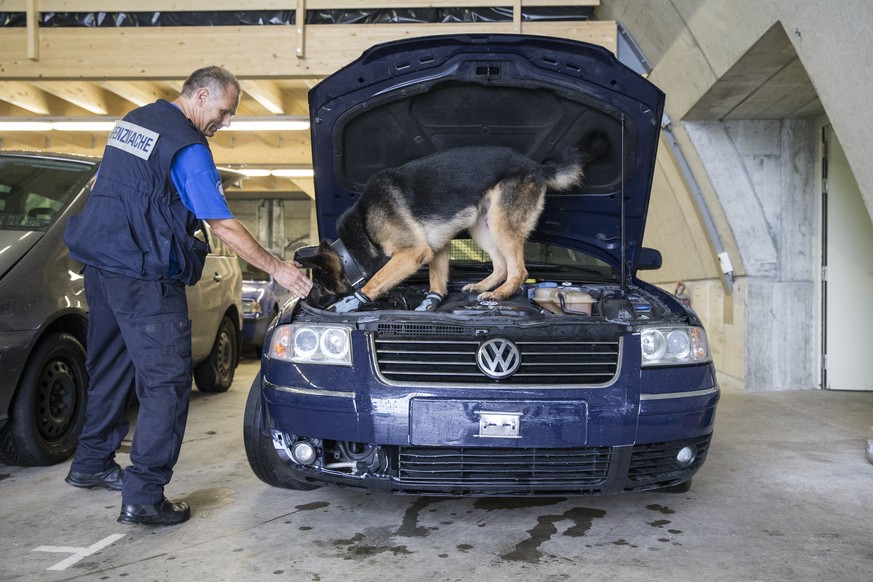 Einer der ersten Artenschutz-Spürhunde der Schweiz: «Yukon» bei der Arbeit.