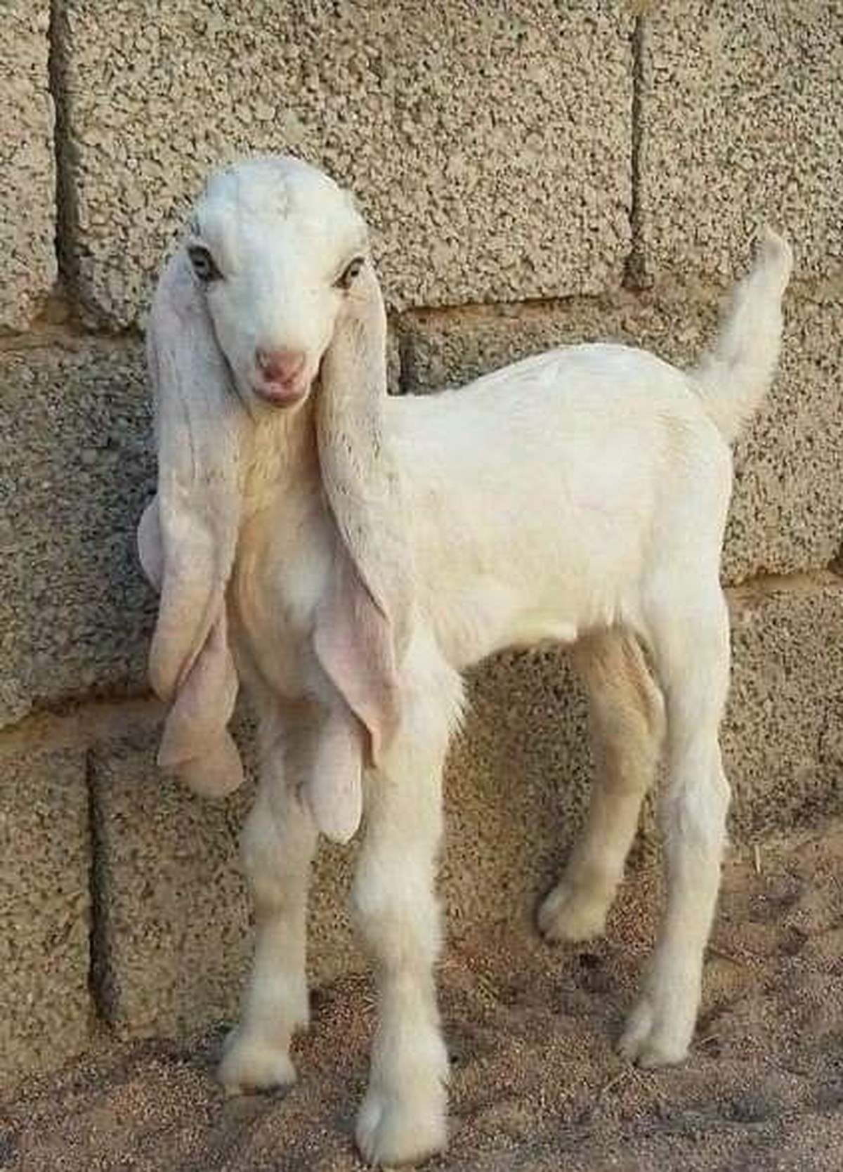 cute news tier ziege

https://ch.pinterest.com/pin/77194581105885037/