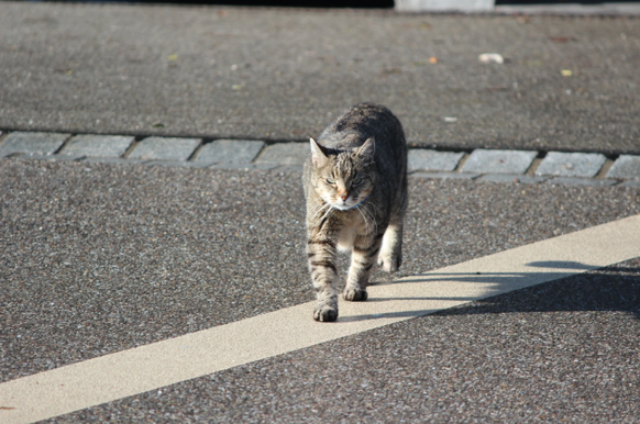 Die Vermehrung von Streunerkatzen soll eingedämmt werden.
