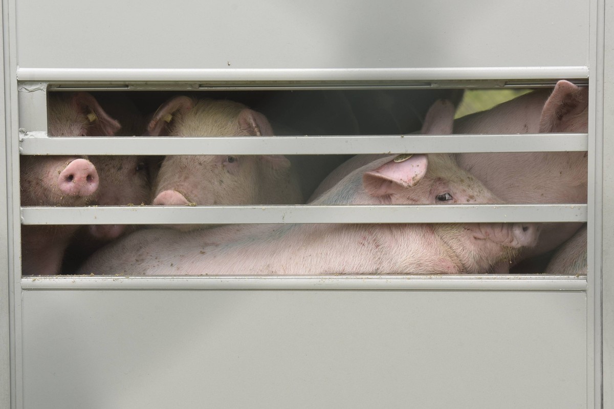 Auf dem Betriebsgelände der Schweinezucht Gladau GmbH von Adrian Straathof in Alt Tellin werden Ferkel in Tiertransportern zu den Masthöfen antransportiert.