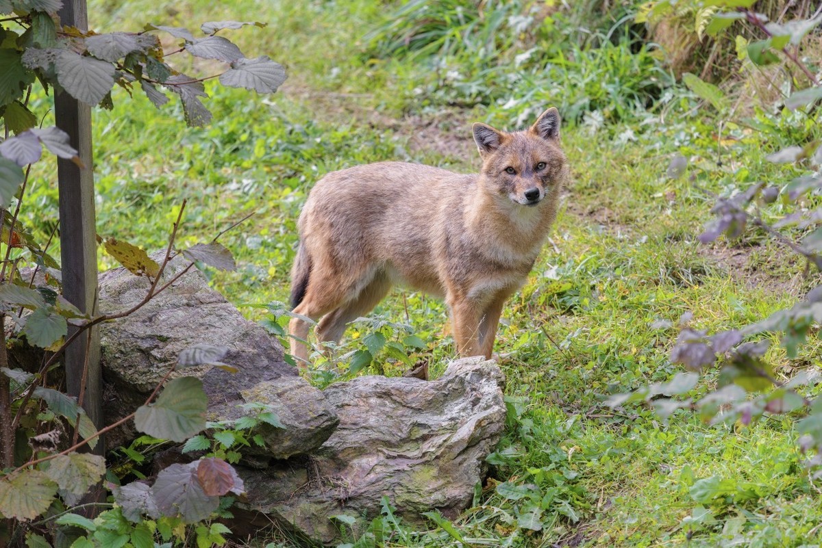 Ein Goldschakal (Canis aureus) steht auf einer grünen Wiese zwischen Büschen und Felsen A golden jackal (Canis aureus) stands on a green meadow between bushes and rocks Copyright: imageBROKER photohol ...