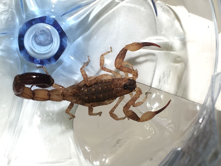 skorpion in flasche
