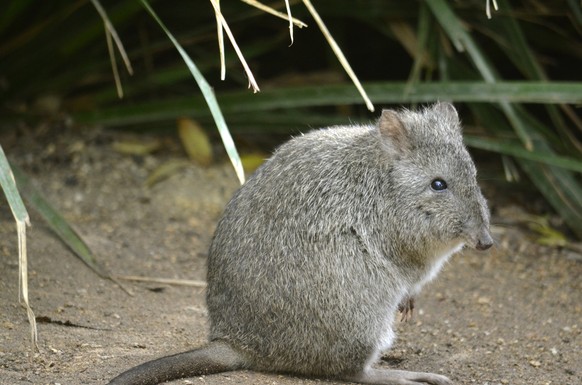 Potoroo/Kaninchenkänguru