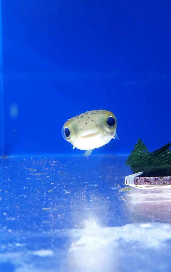 Kugelfisch/Pufferfish
Cute News
http://imgur.com/gallery/EjOJYmu