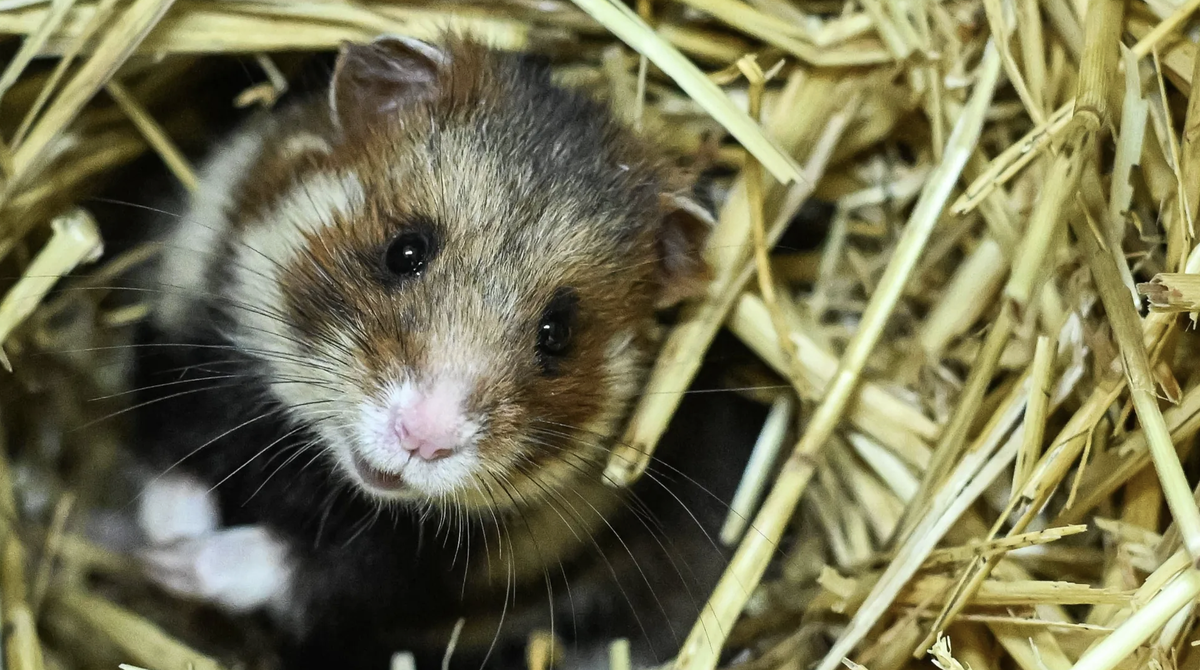 Hamster (Symbolbild): Mittlerweile wurden die Nager aus dem Programm genommen, jetzt gibt es Fische und Schildkröten.
