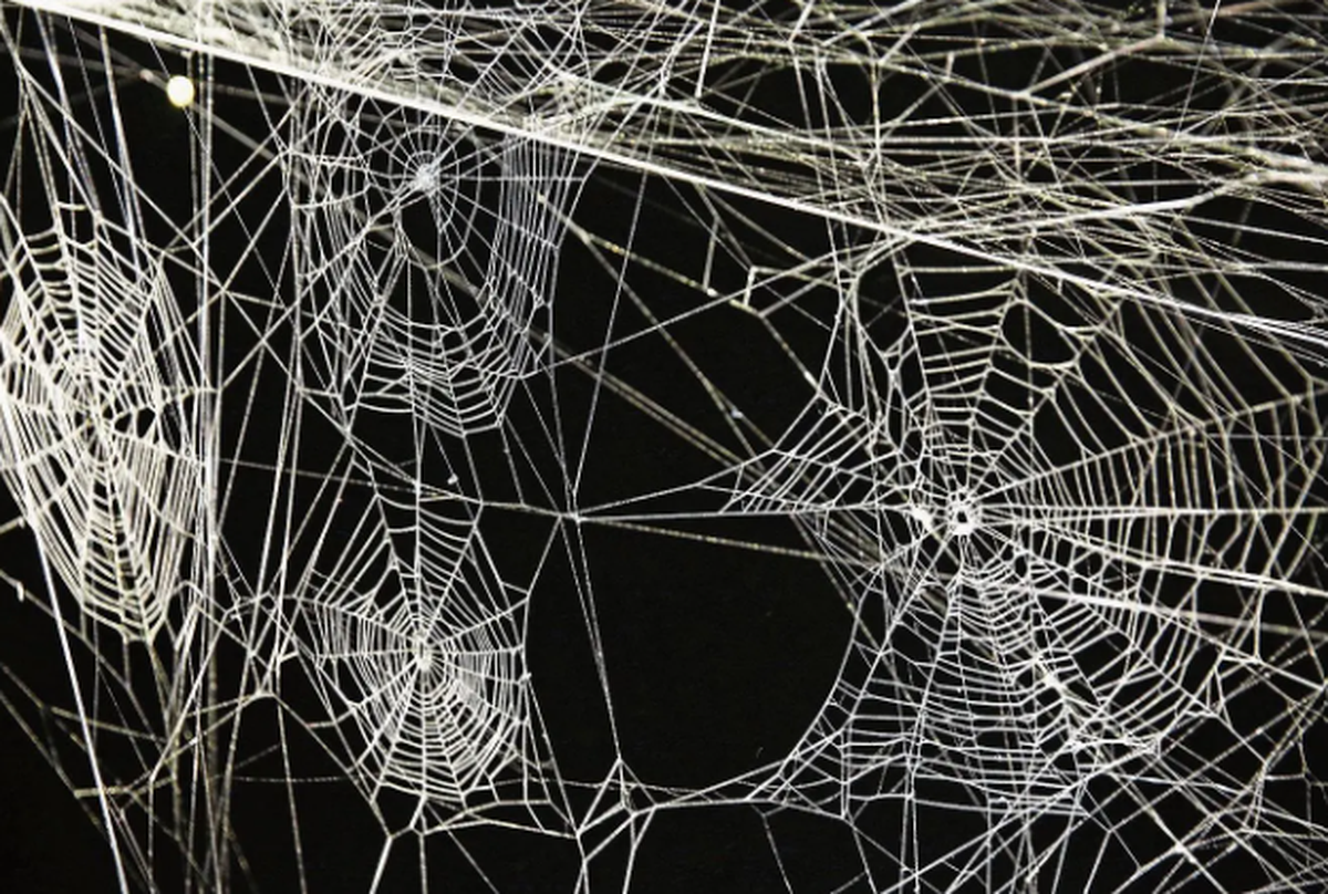 Der argentinische Künstler Tomás Saraceno mag Spinnen, aber noch mehr ihre Netze.