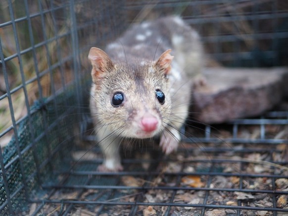 Suicide reproduction threatens the survival of quolls