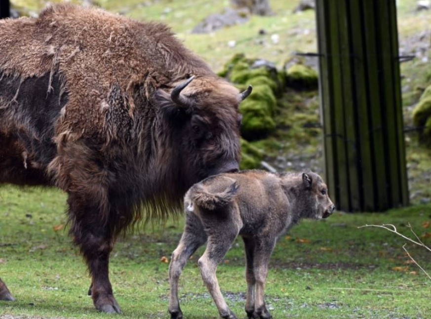 Das namenlose Wisentkalb im Tierpark Goldau, zusammen mit seiner Mutter.