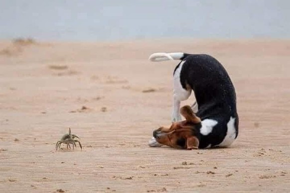cute news animal dog crab https://imgur.com/t/aww/DkqEnGH