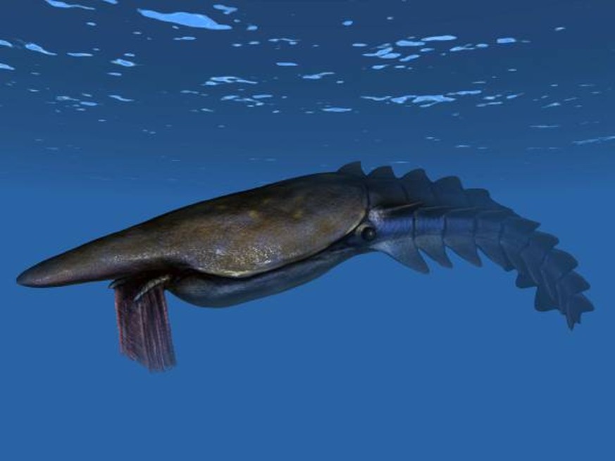 <em>Aegirocassis benmoulae</em> war eines der grössten Tiere des unteren Ordoviziums.&nbsp;
