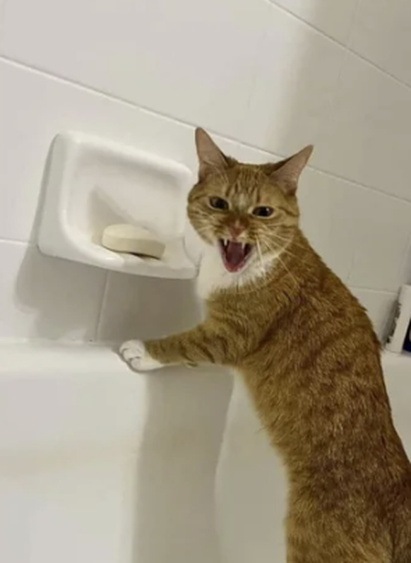 Surprise