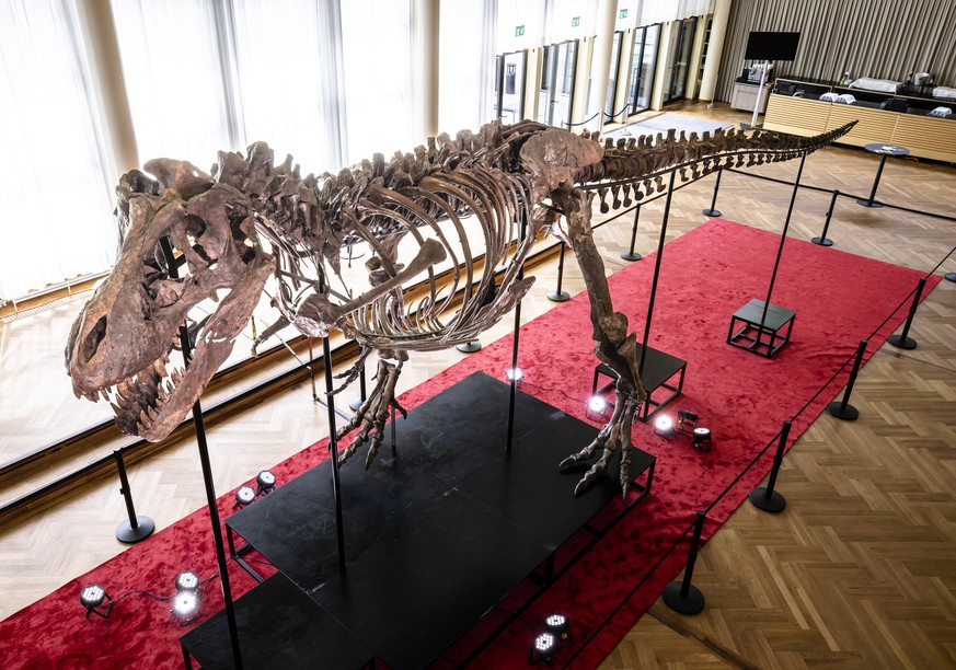 The skeleton of a Tyrannosaurus rex named Trinity is displayed during a preview by auction house Koller at Tonhalle Zurich concert hall on Wednesday, March 29, 2023 in Zurich, Switzerland.  The 1...