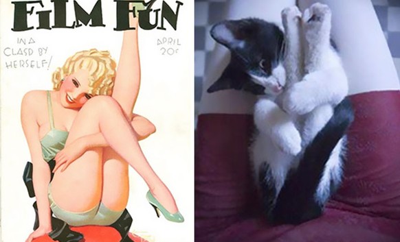 Katzen als Pin-Up-Girls