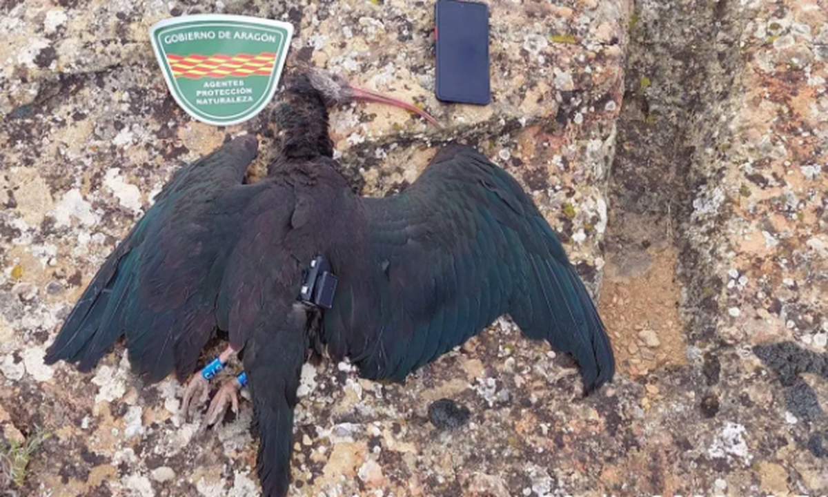 Getöteter Waldrapp Knubbel